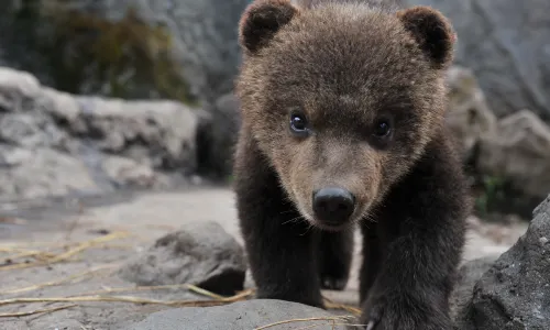 Noboribetsu Bear Park