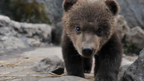 Noboribetsu Bear Park