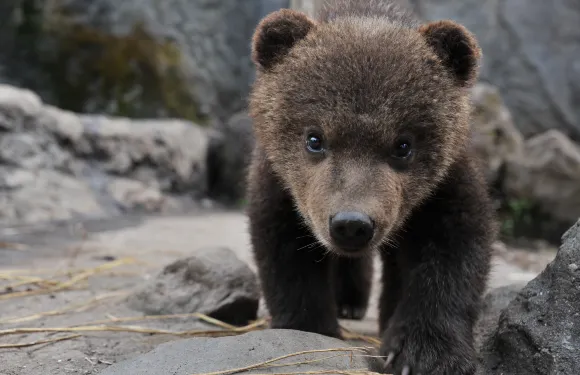 登別熊牧場門票（含纜車）小童