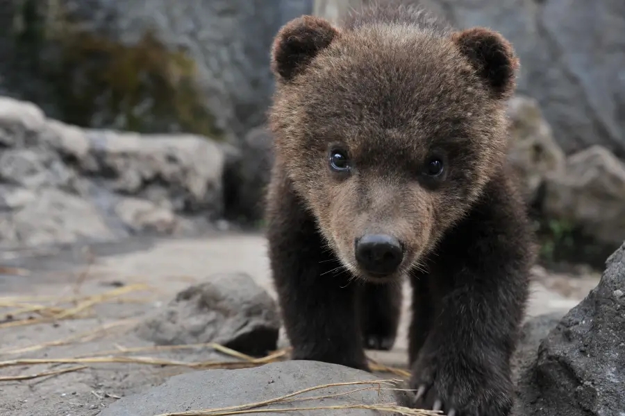 のぼりべつクマ牧場