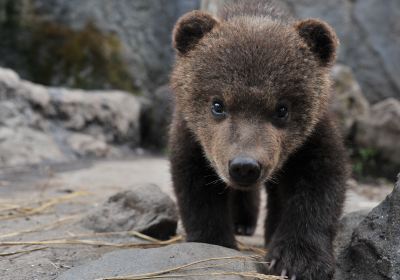 のぼりべつクマ牧場