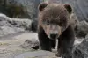 最新】のぼりべつクマ牧場 - チケット、営業時間、口コミ、写真 [2026