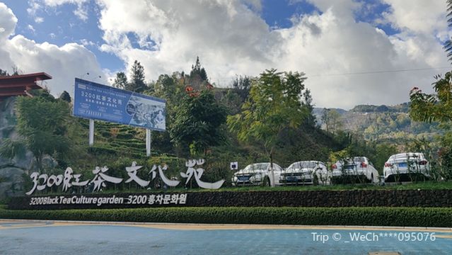 3200 Red Tea Culture Garden