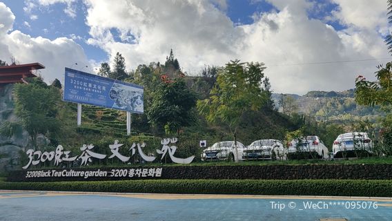 3200 Red Tea Culture Garden