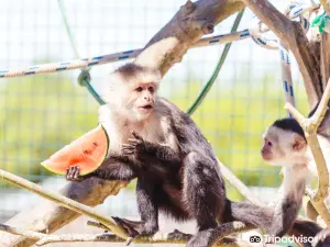 Monkey Haven - Primate Rescue Centre