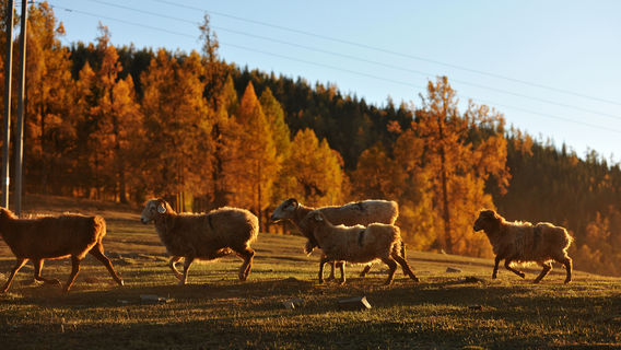 Birch Forest Sightseeing in Altay Prefecture