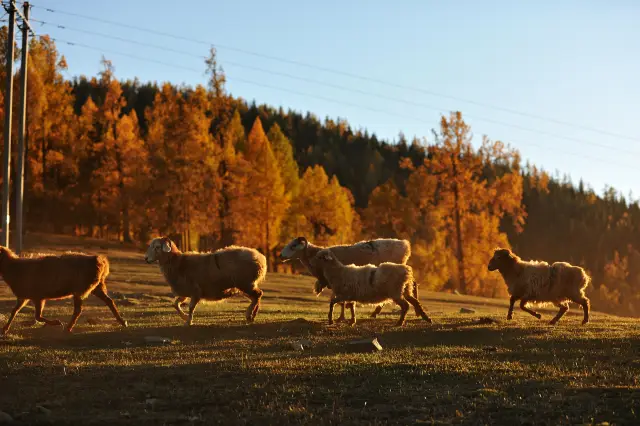 Birch Forest Sightseeing in Altay Prefecture