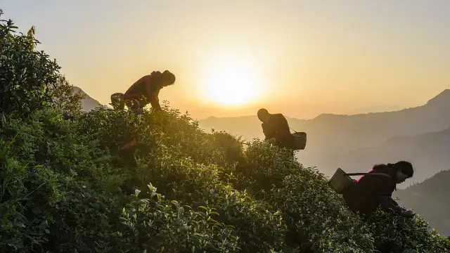 Tea Picking in Ya'an