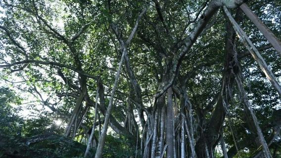 shang jing kan du shu cheng lin