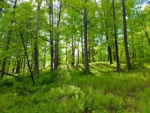 Howland Preserve