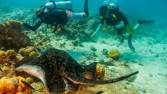 Snorkling eller scuba-dykning i Maldiverne