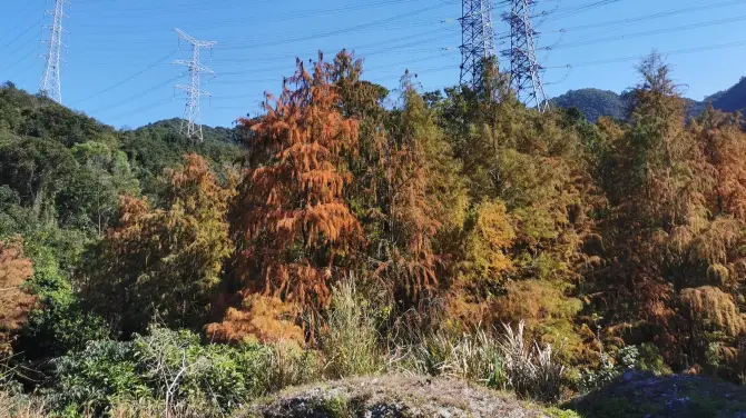 ma luan shan jiao ye gong yuan - luo yu shan lin