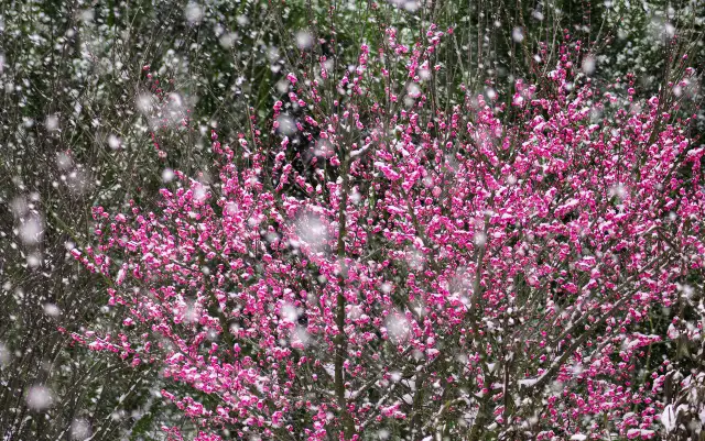 Plum Blossom Viewing in Guiyang