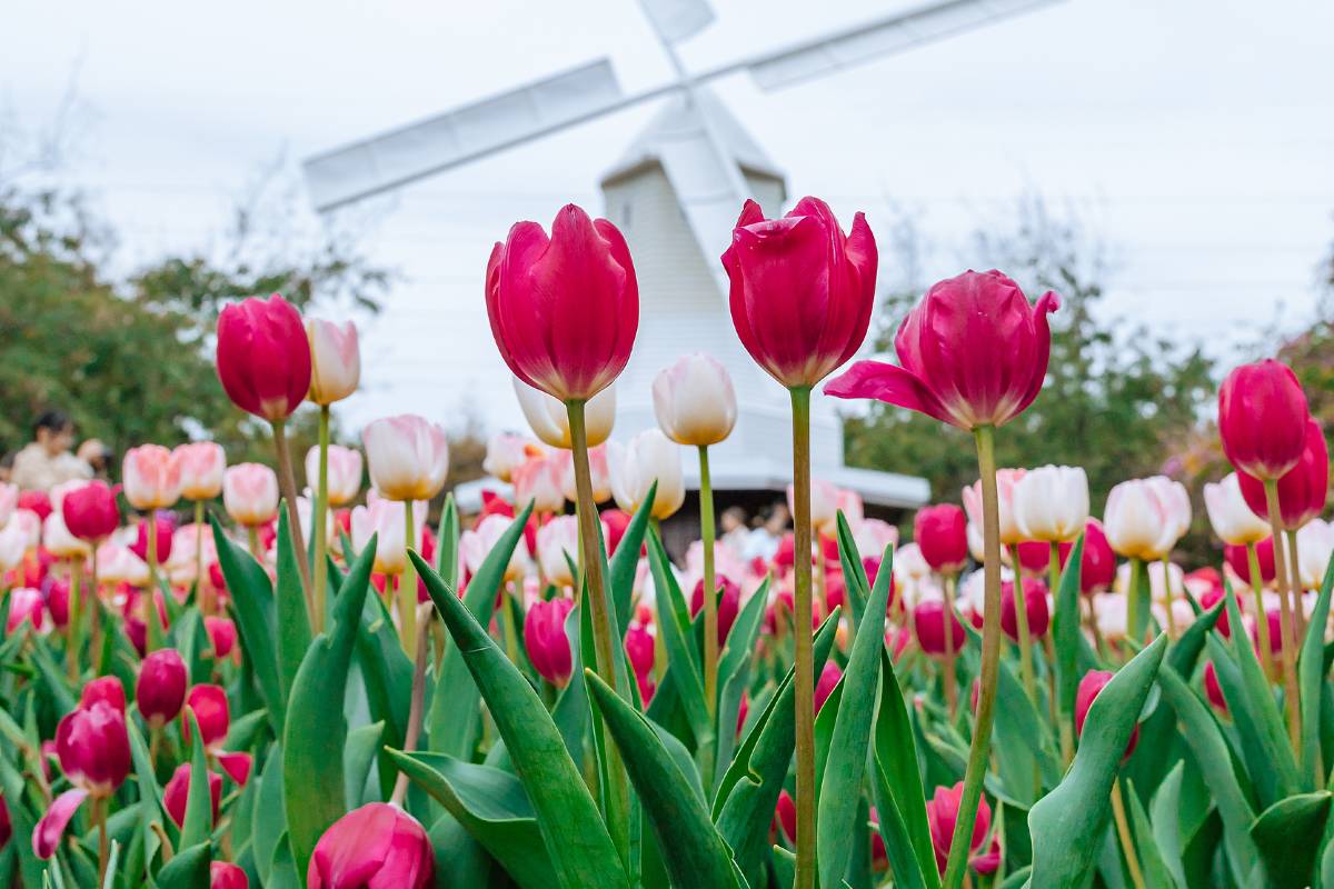 蛇口好去處, 荷蘭花卉小鎮