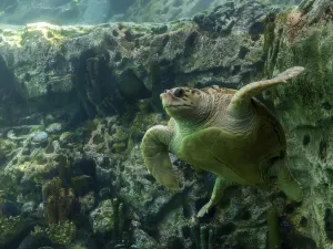 SEA LIFE 올랜도 수족관