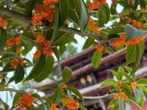Popular Fall Viewing Attractions in Zitong