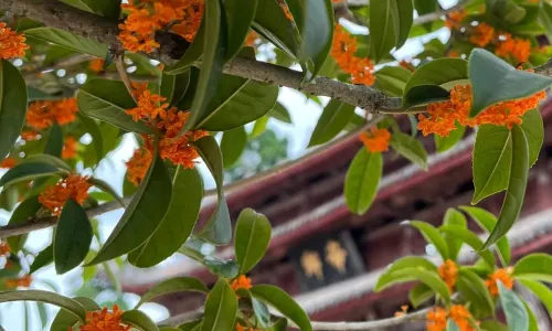 Qiqu Mountain Temple