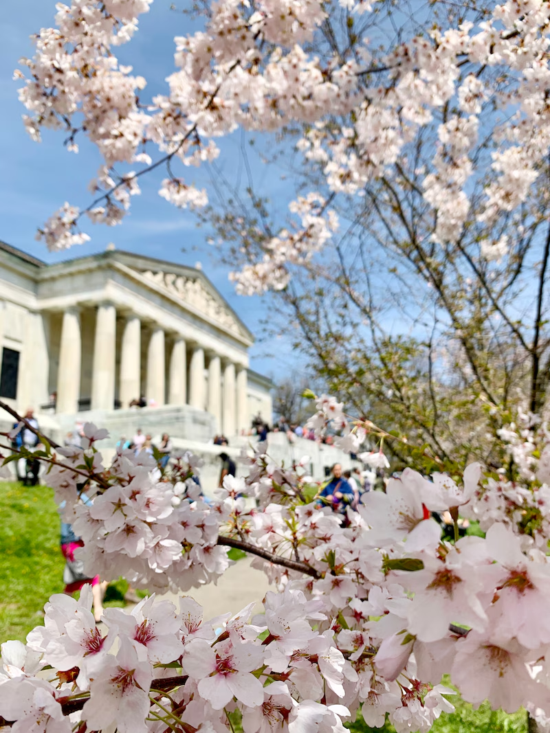 Buffalo Cherry Blossom Festival | Buffalo