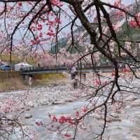 旅行|花桃の里(長野県阿智村)