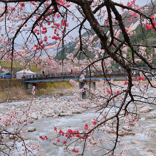 旅行|花桃の里(長野県阿智村)