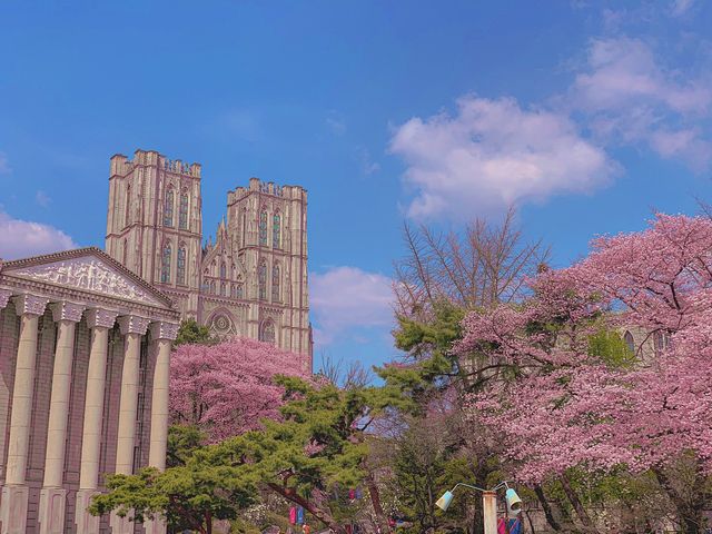 벚꽃하면 경희대 서울캠퍼스'경희랜드'