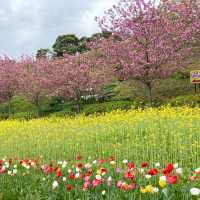 【京都】花郷OKADAでお花見