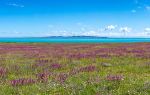 Qinghai Lake