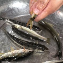 长风鱼庄 User Photo