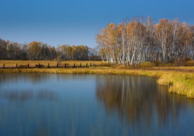 White Birch Forest Scenic Area