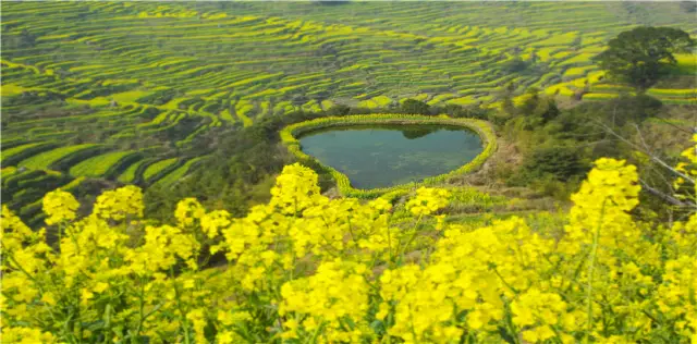 上饒賞油菜花