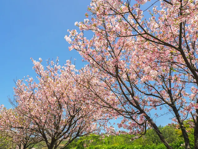 【櫻花季】粉紅大爆發,新北13處賞櫻勝地推薦打卡熱點一次看