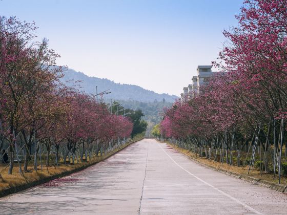 Shaoguan University