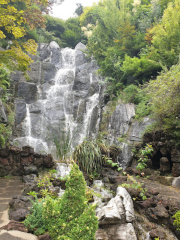 美しい庭園 花水木