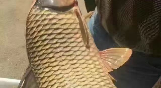 乌苏里江鲜鱼馆