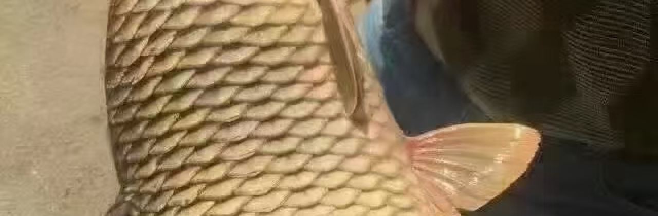 乌苏里江鲜鱼馆