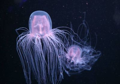 Shikoku Aquarium