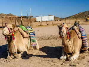 Desert Adventure Safari