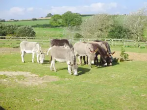 Isle Of Wight Donkey Sanctuary
