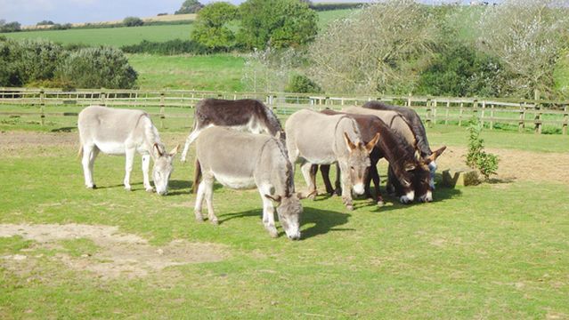 Isle Of Wight Donkey Sanctuary