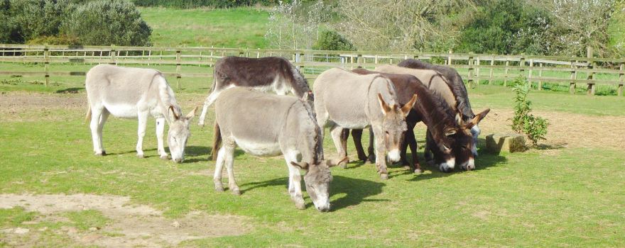 Isle Of Wight Donkey Sanctuary