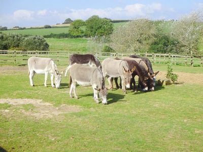 Isle Of Wight Donkey Sanctuary