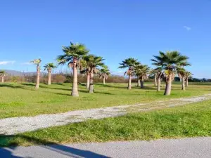 洱海生態廊道