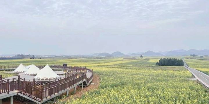 루오핑 유채꽃의 본회장