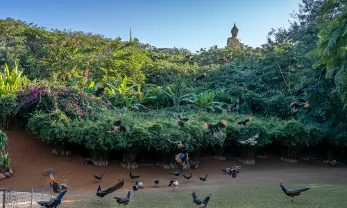 Peacock Feeding in Jinghong