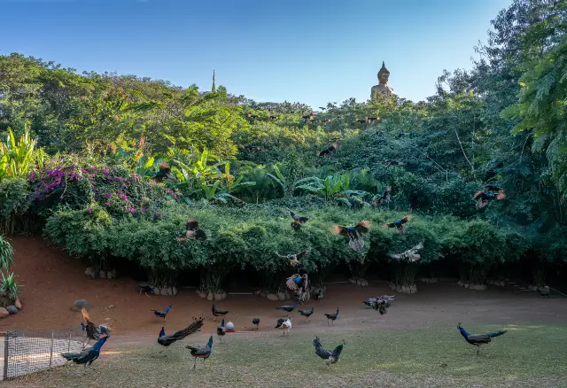 Peacock Feeding in Xishuangbanna