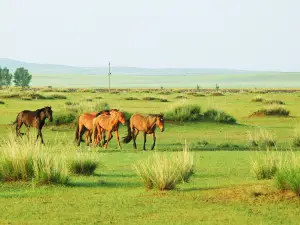 Xilamuren Prairie