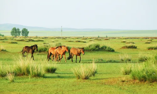 Xilamuren Prairie