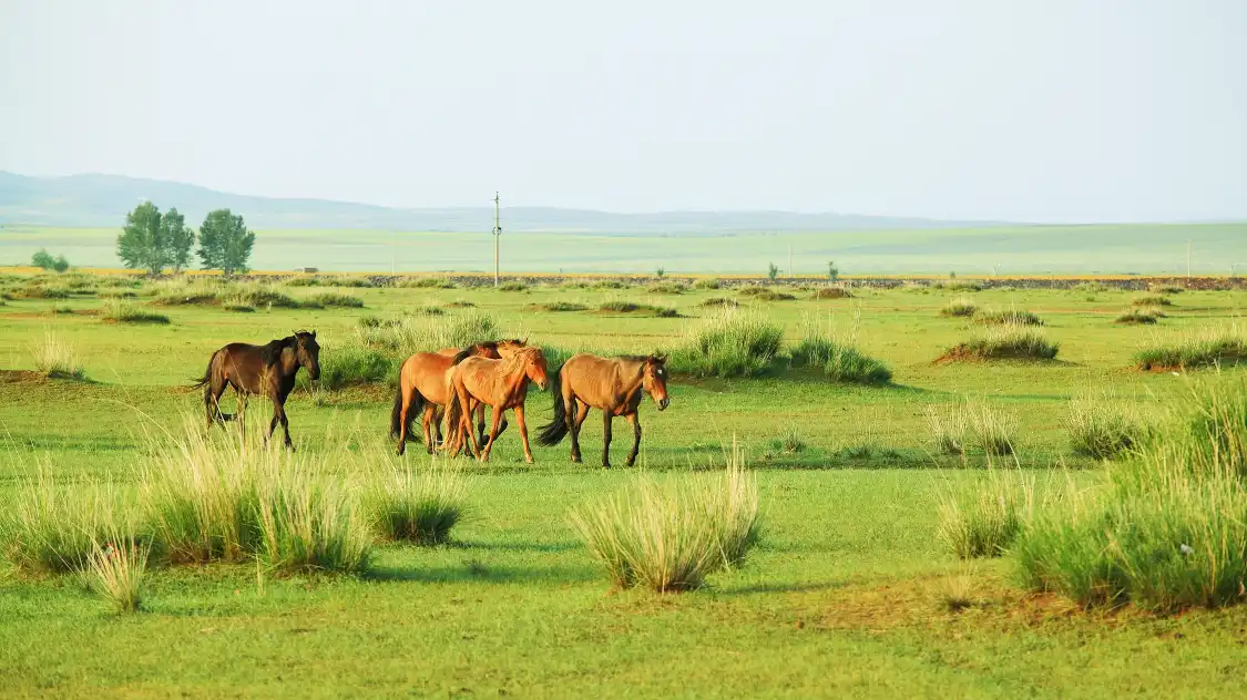 Hotels near Xilamuren Prairie