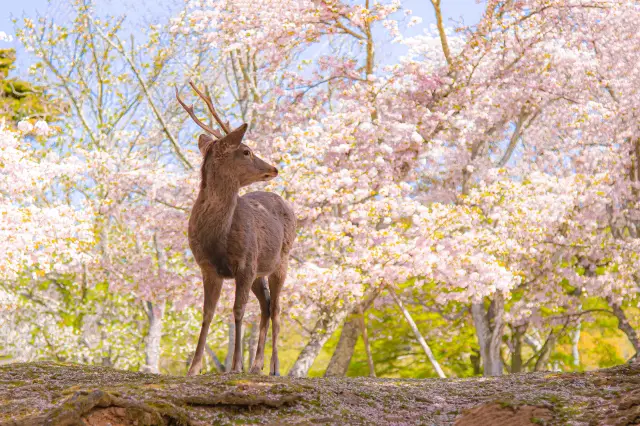 Cherry Blossom Viewing in Japan