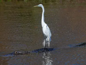 Gatorland